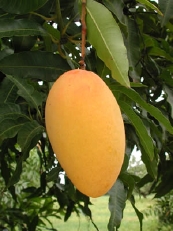  Indian Mango (Indian Mango)