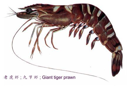  All Type And Tiger Prawn (Всех типов и тигровая креветка)