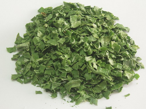  Pure Green Bunching Onion / Spring Onion (Pure Green Bunching Zwiebel / Frühlingszwiebeln)