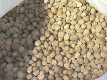  Nutmeg