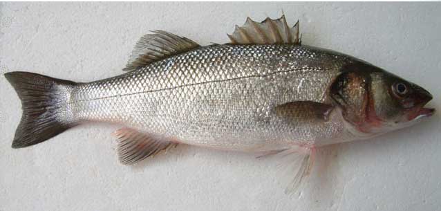  (Dicentrarchus Labrax) European Seabass ( (Dicentrarchus Labrax) European Seabass)