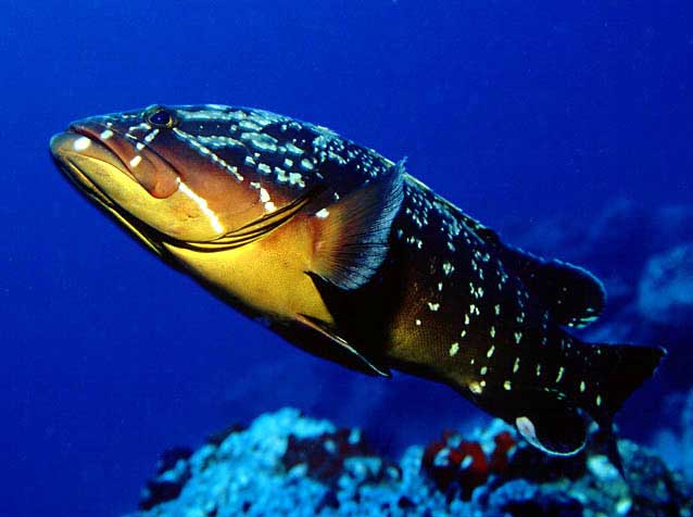  Dusky Grouper ( Dusky Grouper)