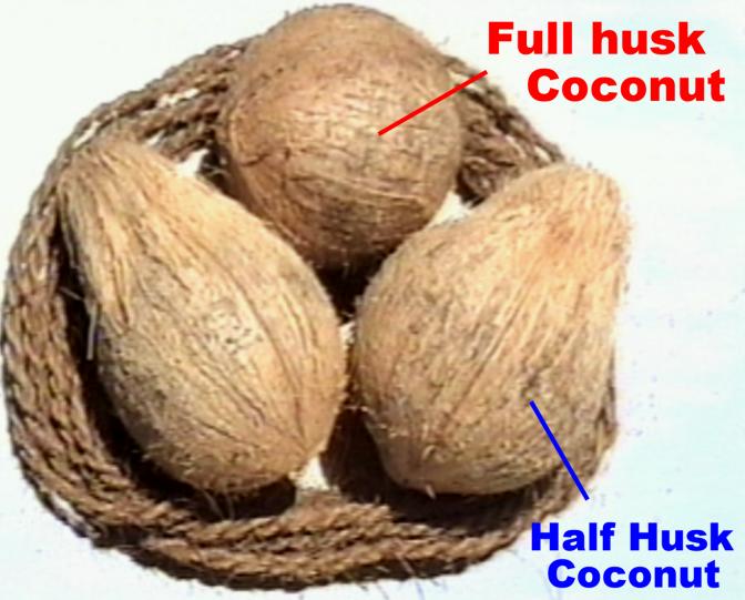  Coconut ( Coconut)