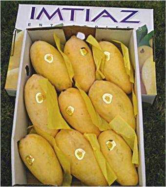  Mangoes From Pakistan ( Mangoes From Pakistan)
