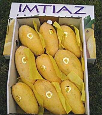  Mangoes From Pakistan (Манго из Пакистана)