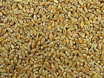  Milling Wheat