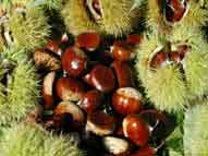  Chestnut (Chestnut)