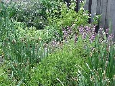  Herbs (Herbes)