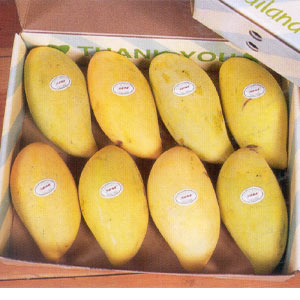  Mango (Mango)