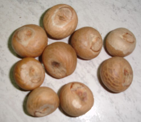  Betel Nut Whole (Betel noix entière)