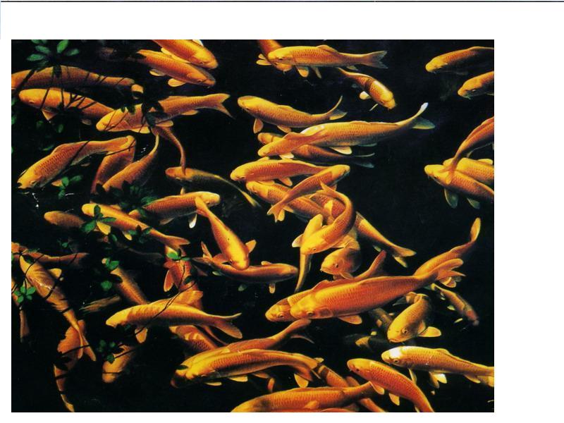  Free Gold Fish Painting (Бесплатная Золотая рыбка Живопись)