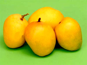  Alphonso And Kesar Mangoes (Alphonse et mangues Kesar)