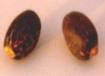  Jatropha Seeds Germination (Jatropha Семена Прорастание)