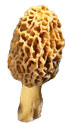 Getrocknete Morel (Getrocknete Morel)