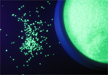  Photoluminescent Pigment For Glass