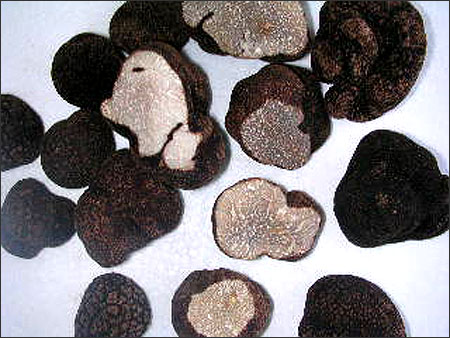  Truffle (Truffe)