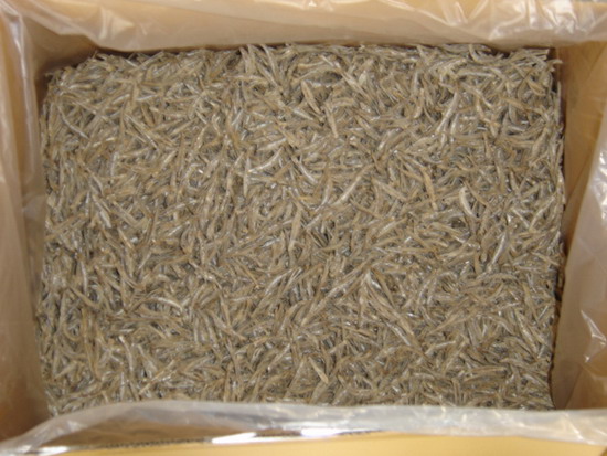  Dried Anchovy (Getrocknete Sardellen)