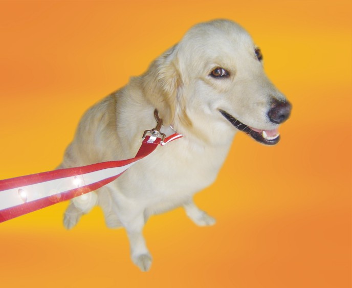  LED Lighted Pets Leash