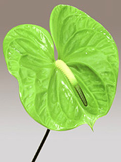  Anthurium, Orchid, Lucky Bamboo (Anthurium, Orchid, Lucky Bamboo)