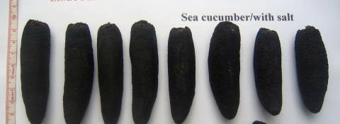  Sun Dried Sea Cucumber (SO getrocknete Seegurke)