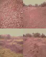  Palm Kernel Shell