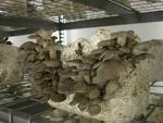  Shitake Mushroom (Champignons shiitake)