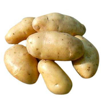 Holland Potato (Holland Potato)