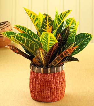  Croton Plant (Plant Croton)