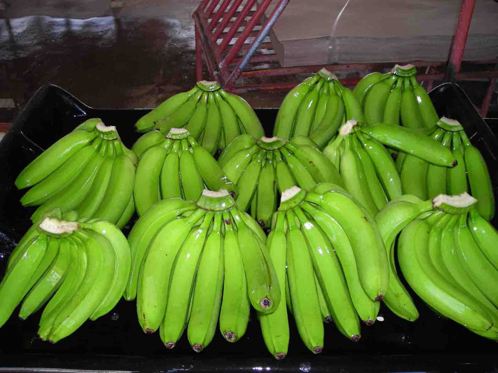  Fresh Cavendish Banana