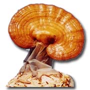 Top-Grade Ganoderma Lucidum (Top-Grade GANODERMA LUCIDUM)