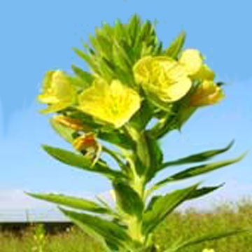  Evening Primrose Oil (Nachtkerzenöl)