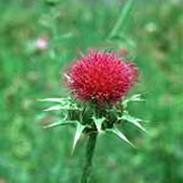  Milk Thistle Extract (Milk Thistle Extr t)