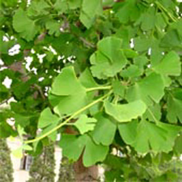  Ginkgo Biloba Extract ( Ginkgo Biloba Extract)