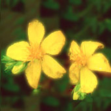  St. John`s Wort Extract (St. John`s Wort Extract)