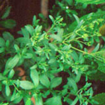  Stevia Extract (L`extrait de stevia)