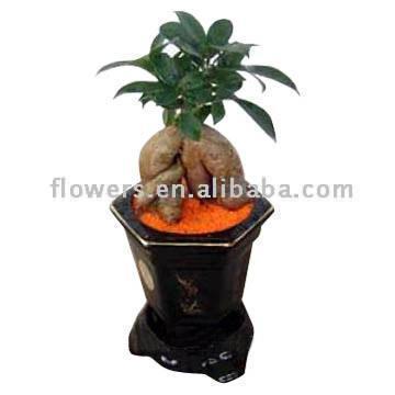 Ginseng Ficus (Ficus microcarpa) (Ginseng Ficus (Ficus microcarpa))