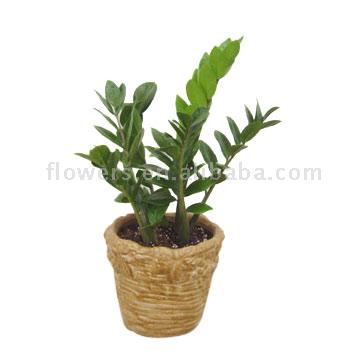  Money Tree (Zamioculcas Zamifolia) (Денежное дерево (Замиокулькас Zamifolia))