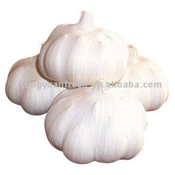  Garlic (Knoblauch)