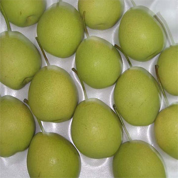  Shandong Pears ( Shandong Pears)