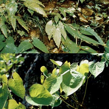 Epimedium Herb Extract (Epimedium Herb Extrait)