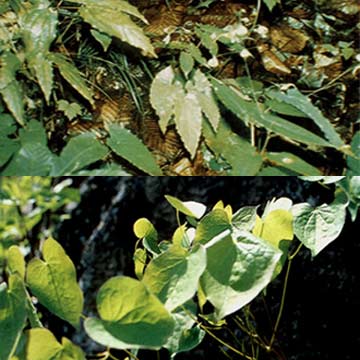  Epimedium Herb Extract ( Epimedium Herb Extract)