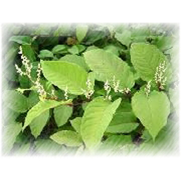  Black Cohosh Extract (Actée à grappes noires Extrait)