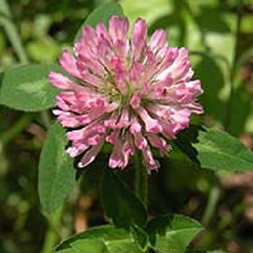 Offering Red Clover Extract (Offrant le trèfle rouge)