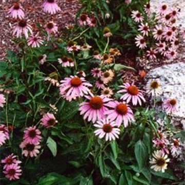  Echinacea P.e.In Large Quantity