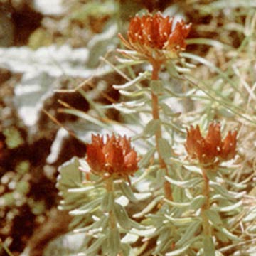  Rhodiola Rosea Extract (Rhodiola Rosea Extr t)