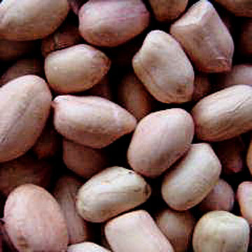  Peanut (Арахис)