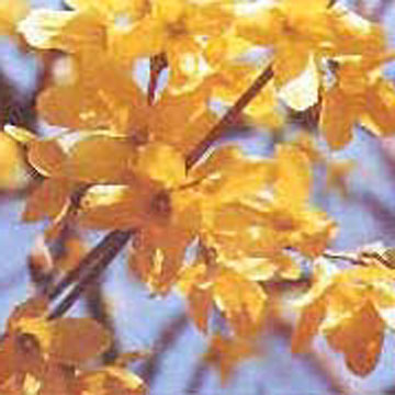  St.John Wort Extract