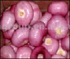  Onion ( Onion)