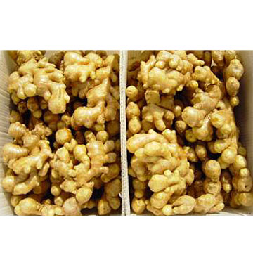  Ginger ( Ginger)