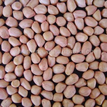  Round Peanut Kernels (25/35,35/40,40/50,50/60,60/70,80/100) (Cycle d`arachides décortiquées (25/35, 35/40, 40/50, 50/60, 60/70, 80/100))